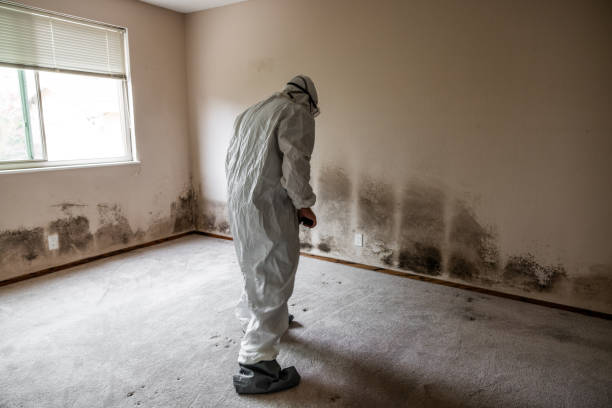 Best Emergency Mold Remediation  in Los Chaves, NM